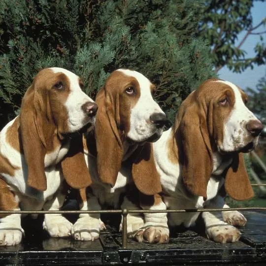 Basset hound 