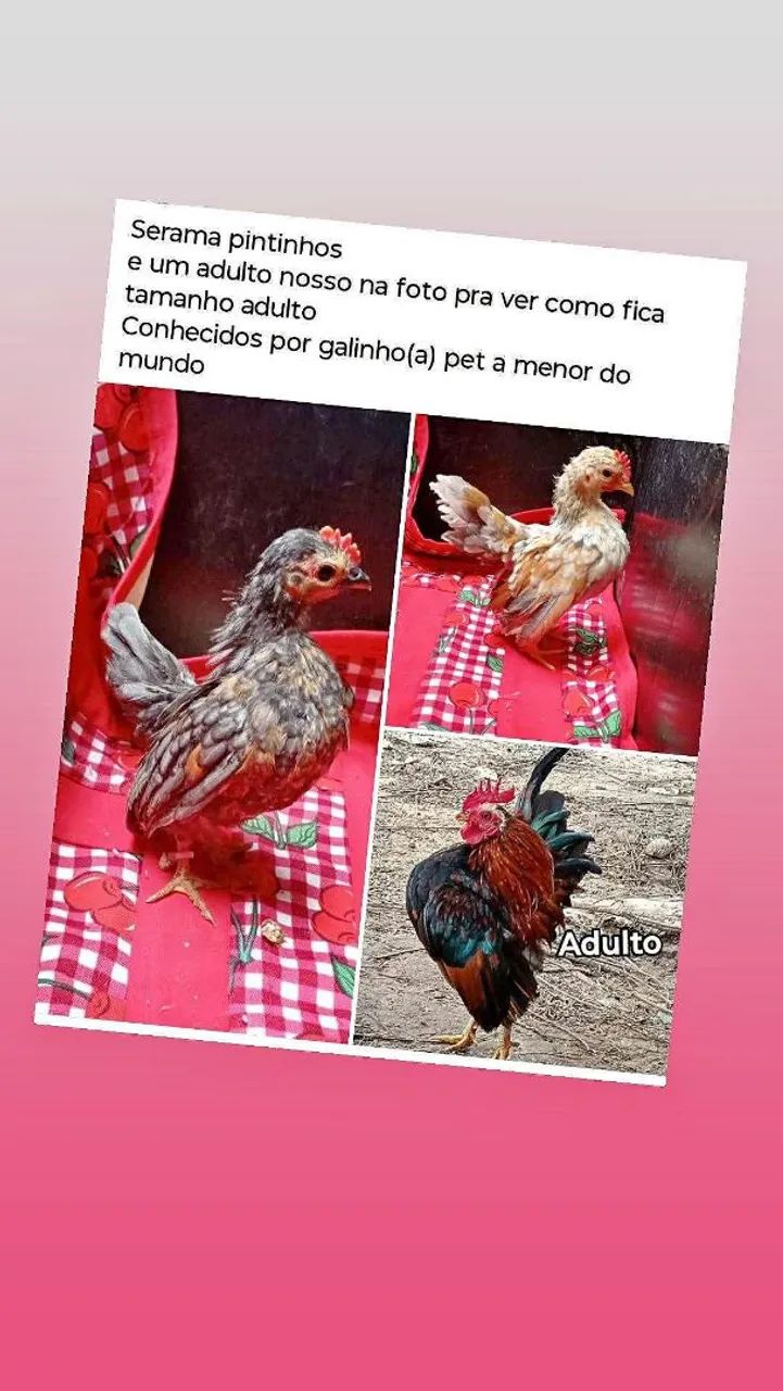 Serama pintinho ate 3 meses esse valor