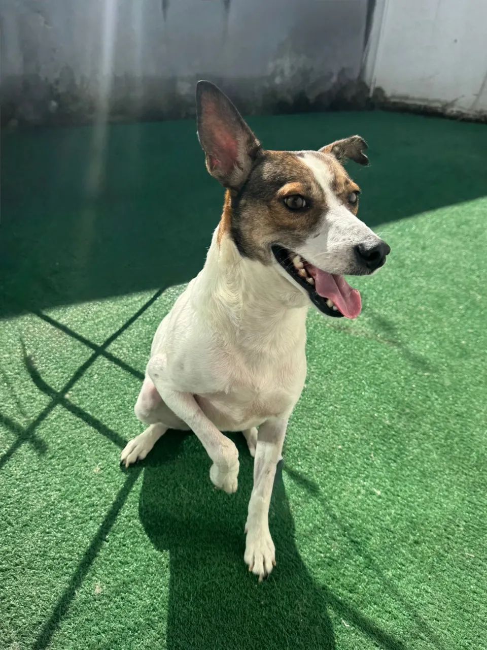 Cão macho para adoção