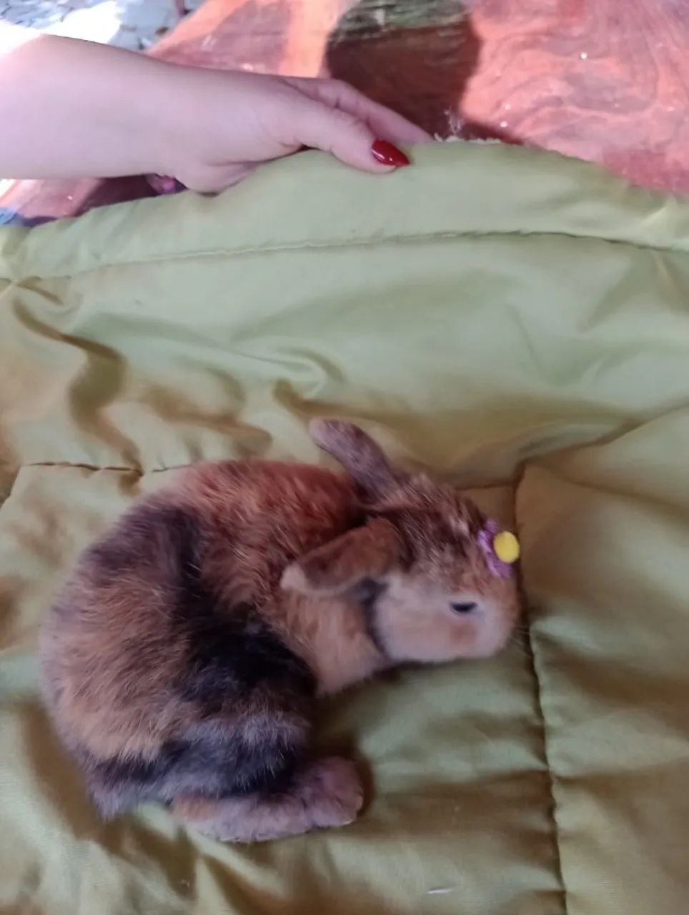 Coelho Mini Lop  - Foto 2