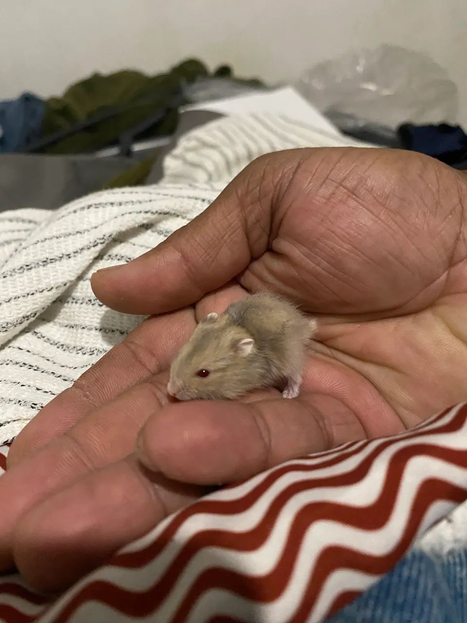 Hamster anão  - Foto 3