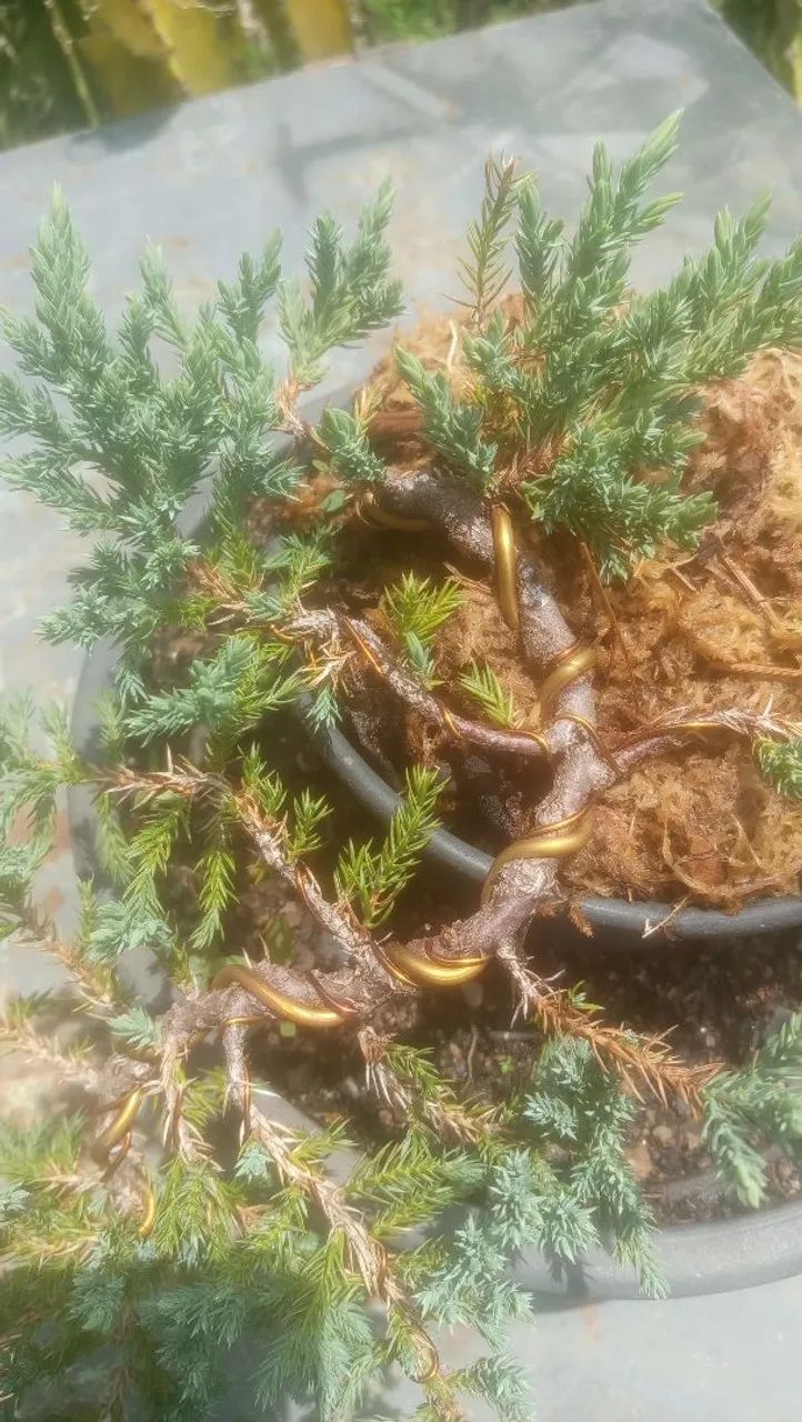 Bonsai Juniperus procumbens  - Foto 2