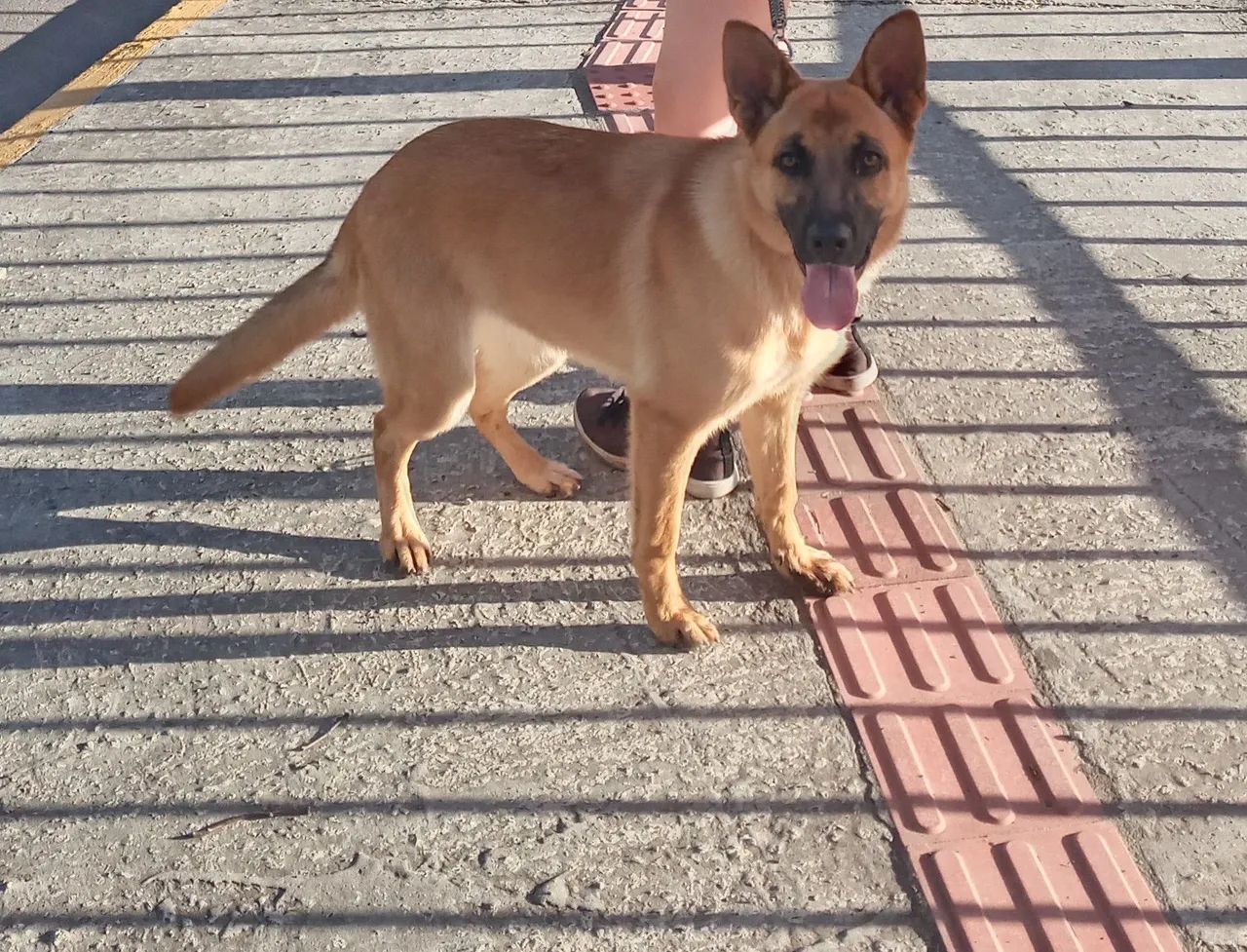 Adoção  - Foto 4
