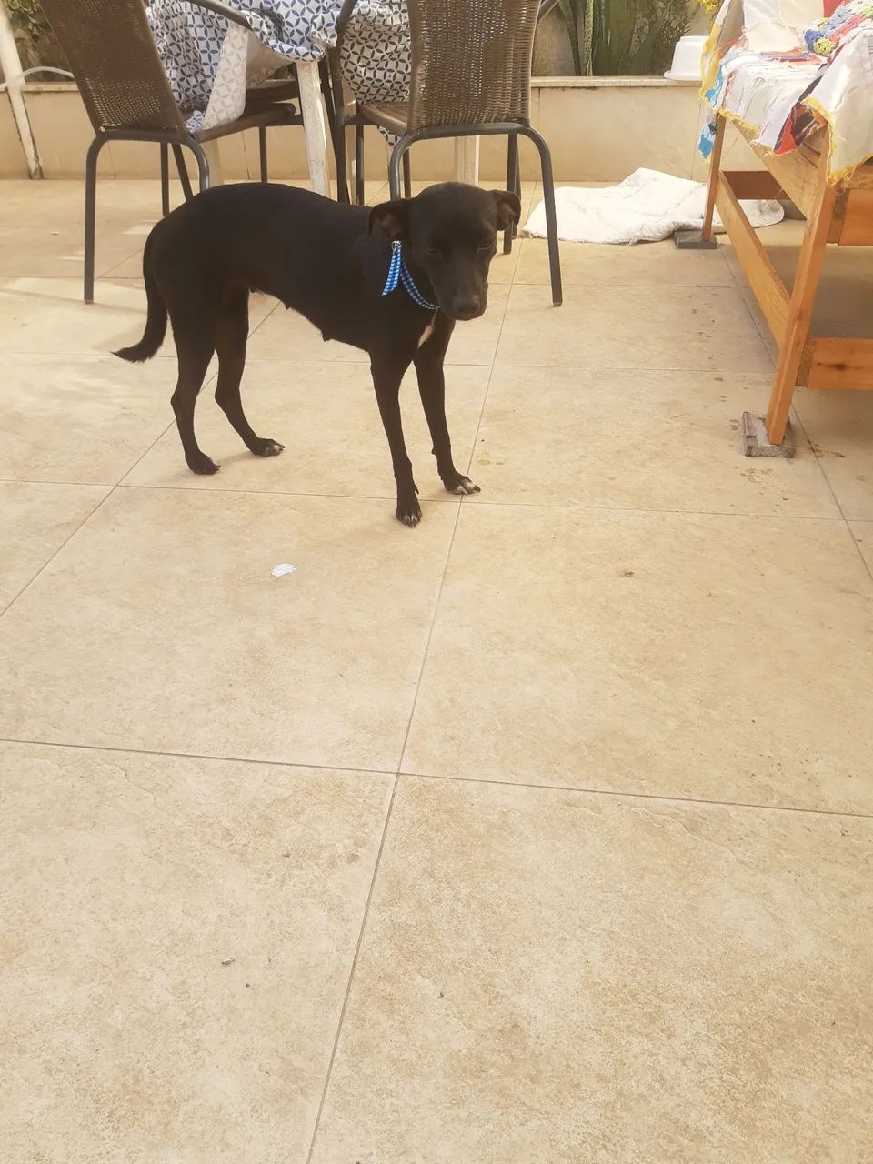 Adoção responsável  - Foto 5