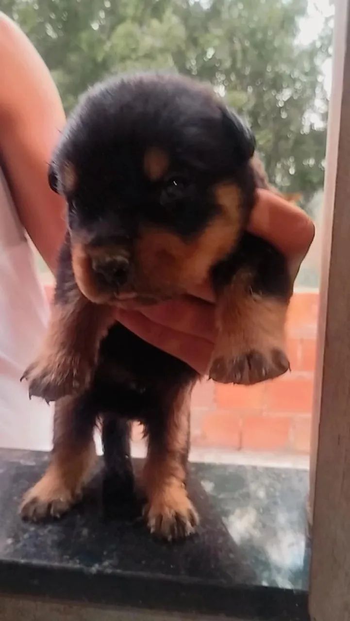 Vendo filhote de rottweiler macho 