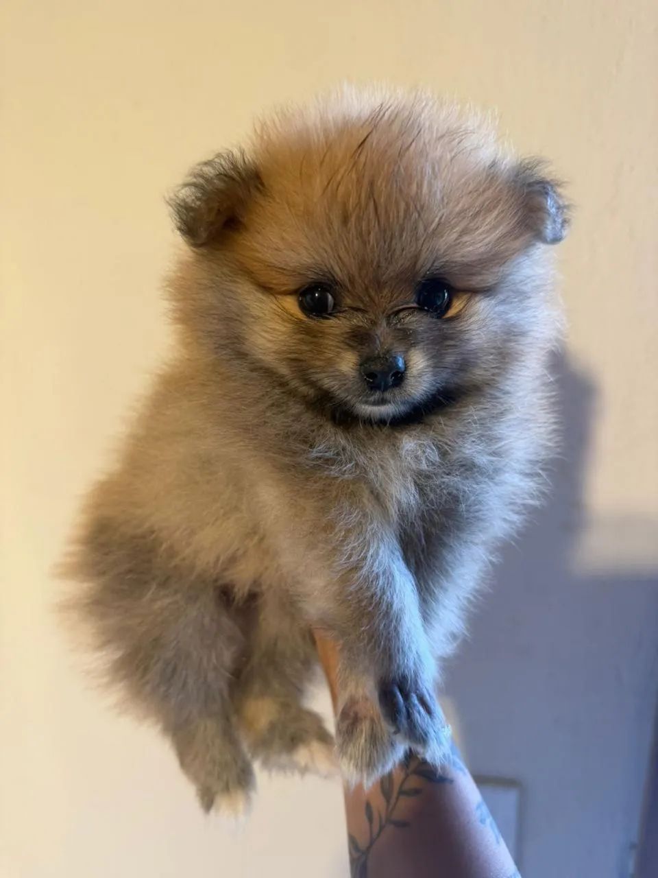 Filhote macho lulu pomerania