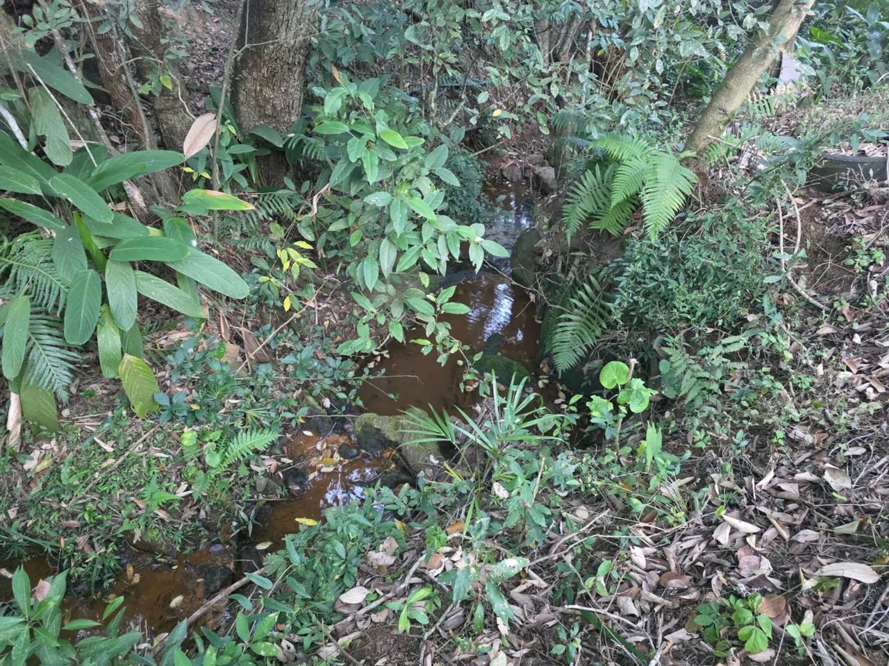 CHÁCARA EM OURO FINO - Foto 3