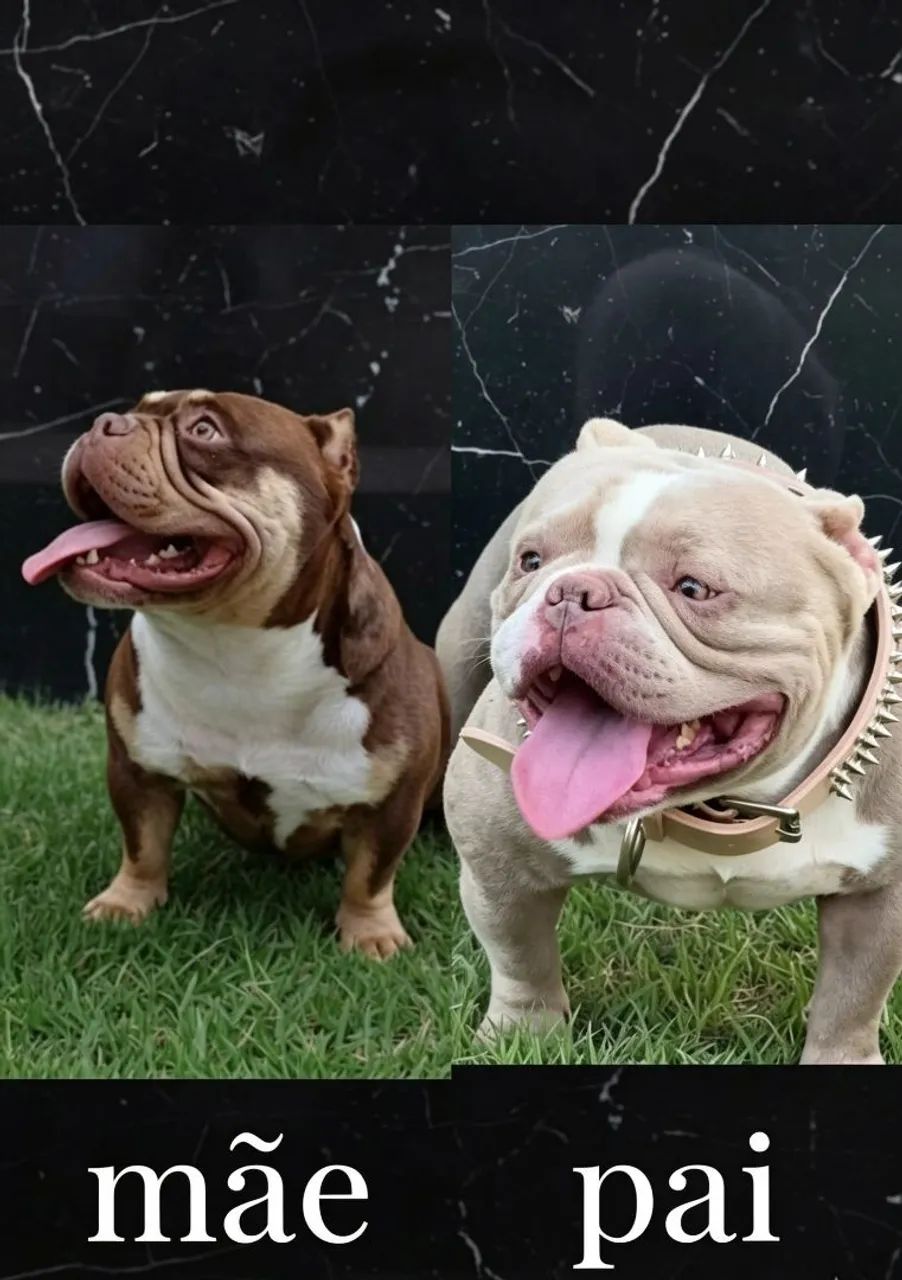 Américan Bully Micro disponível  - Foto 2