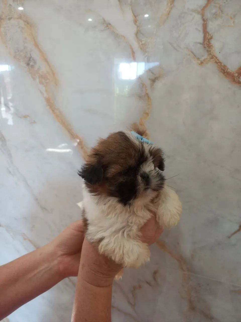 Machinho de shih-tzu  - Foto 3