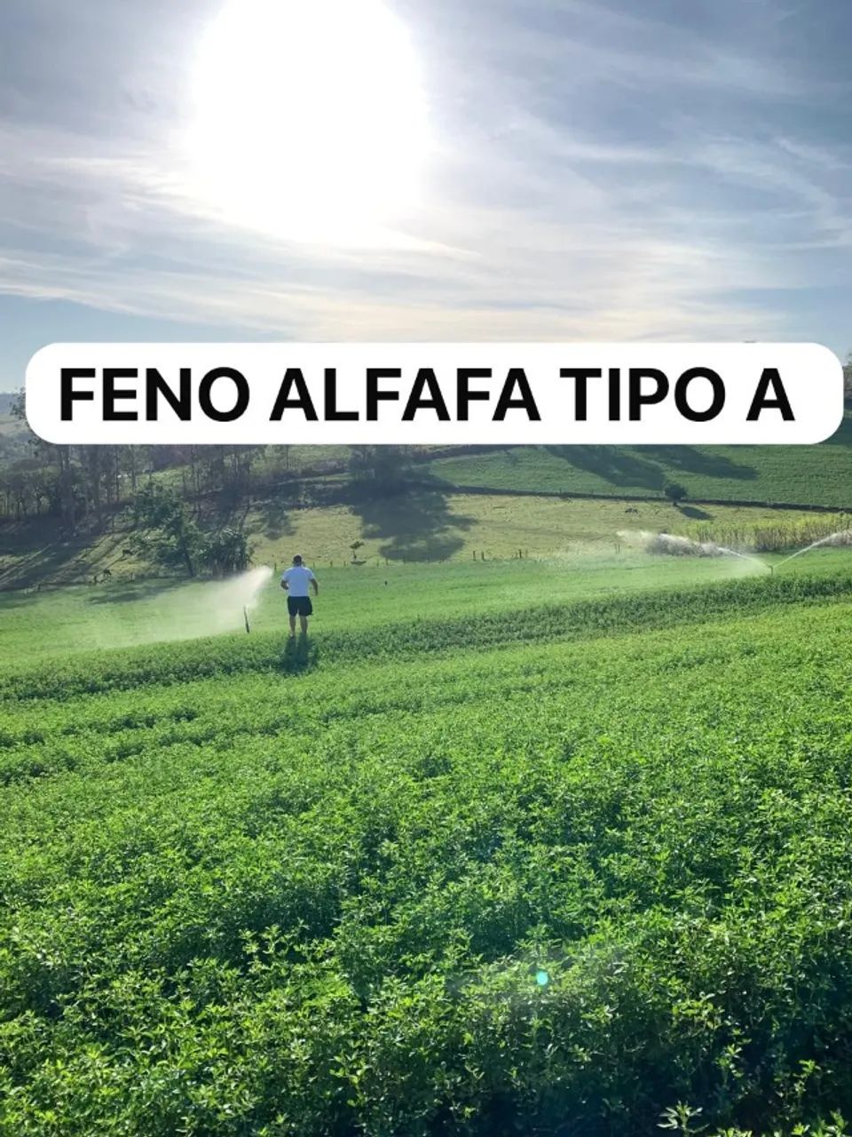 FENO ALFAFA TIPO A