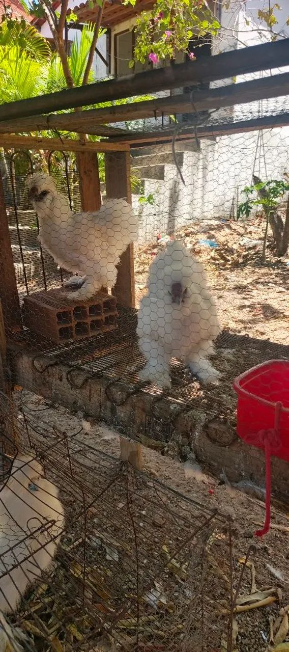 Galos de sedosa 