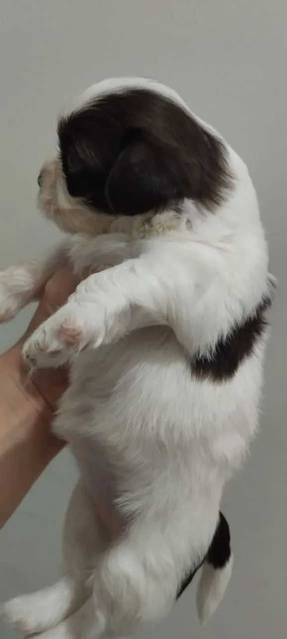 Vendo shih Tzu 