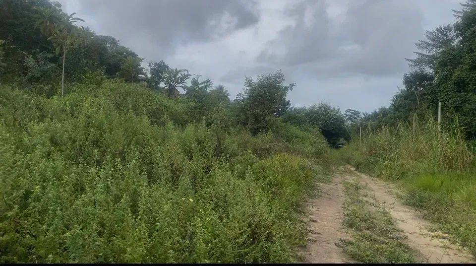 Vendo área rica em Coqueiro Seco - Foto 5