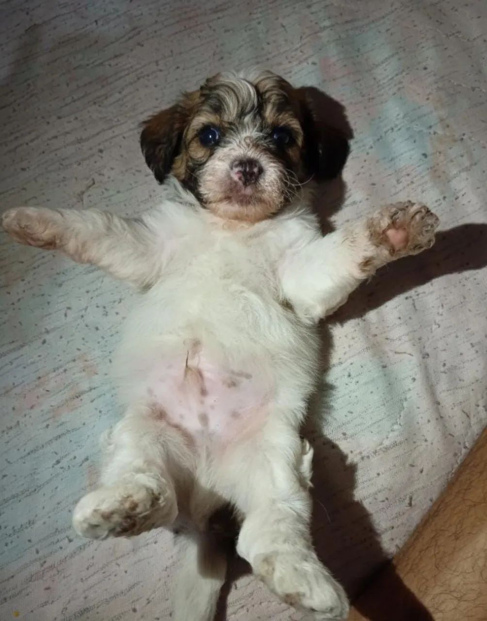 Filhote de Shitzu com poodle - Foto 3