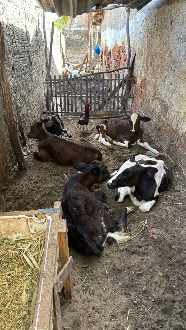 5 boi pra vender 