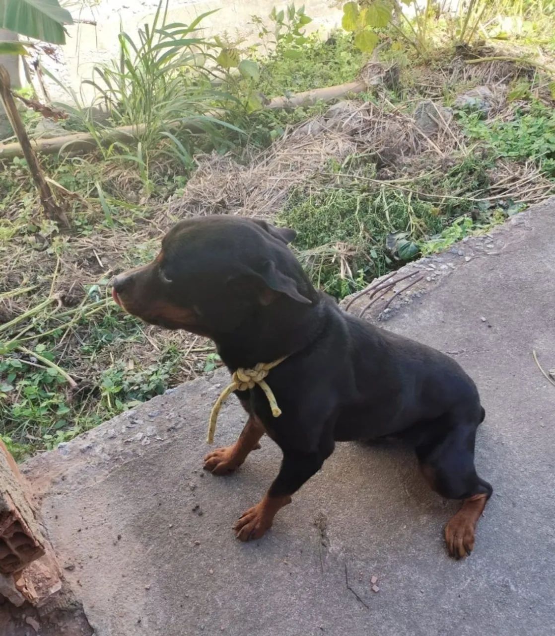Doação de Rottweiler  - Foto 3