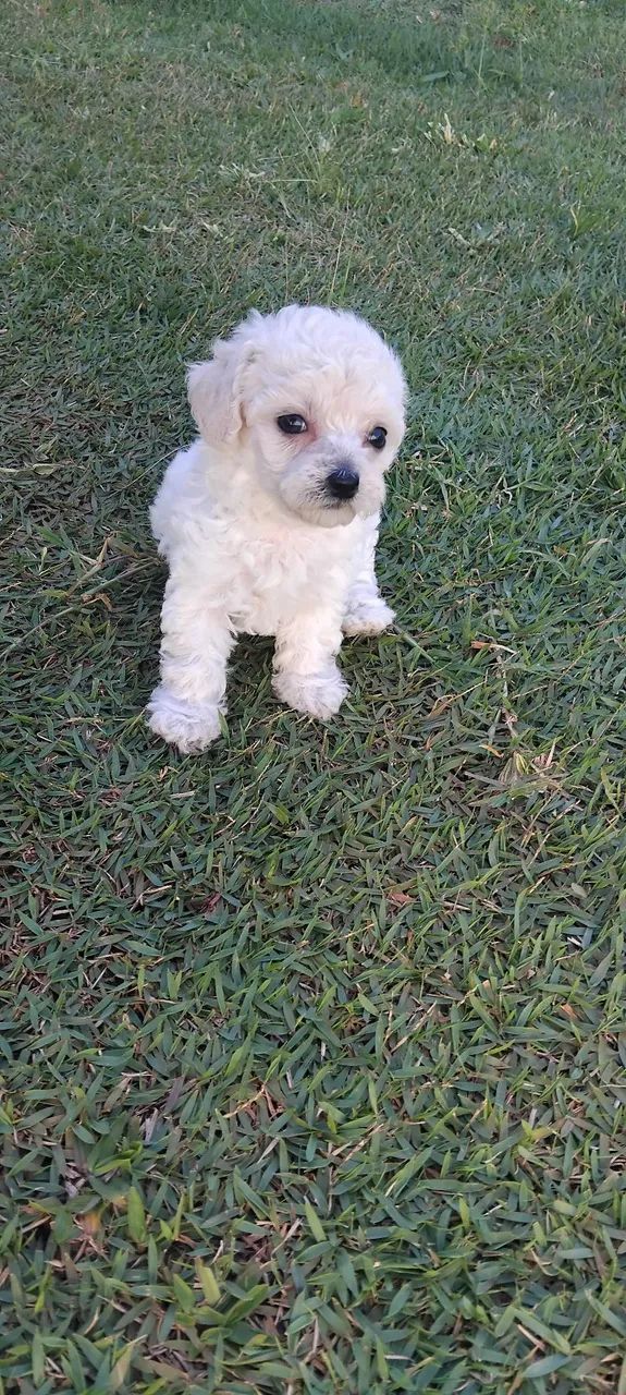 Poodle ?  - Foto 2