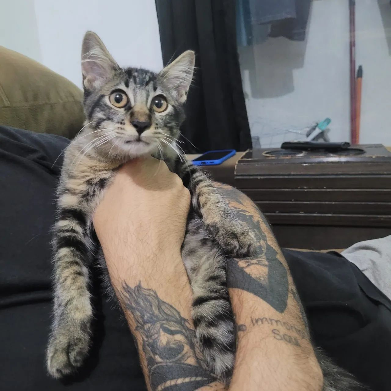 Adoção Responsável Gatinho Macho - Foto 2