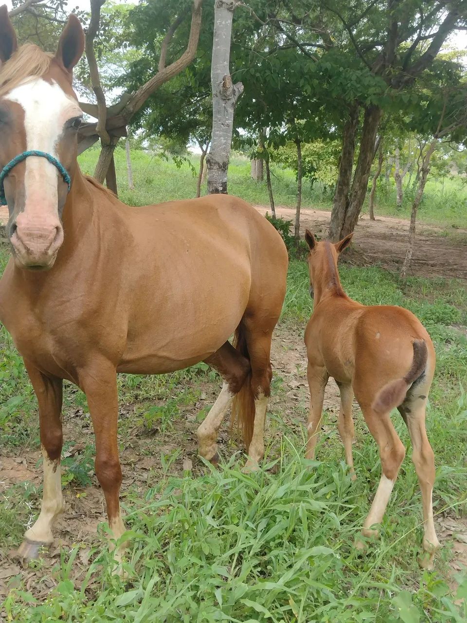 Animal de excelente morfologia  - Foto 5