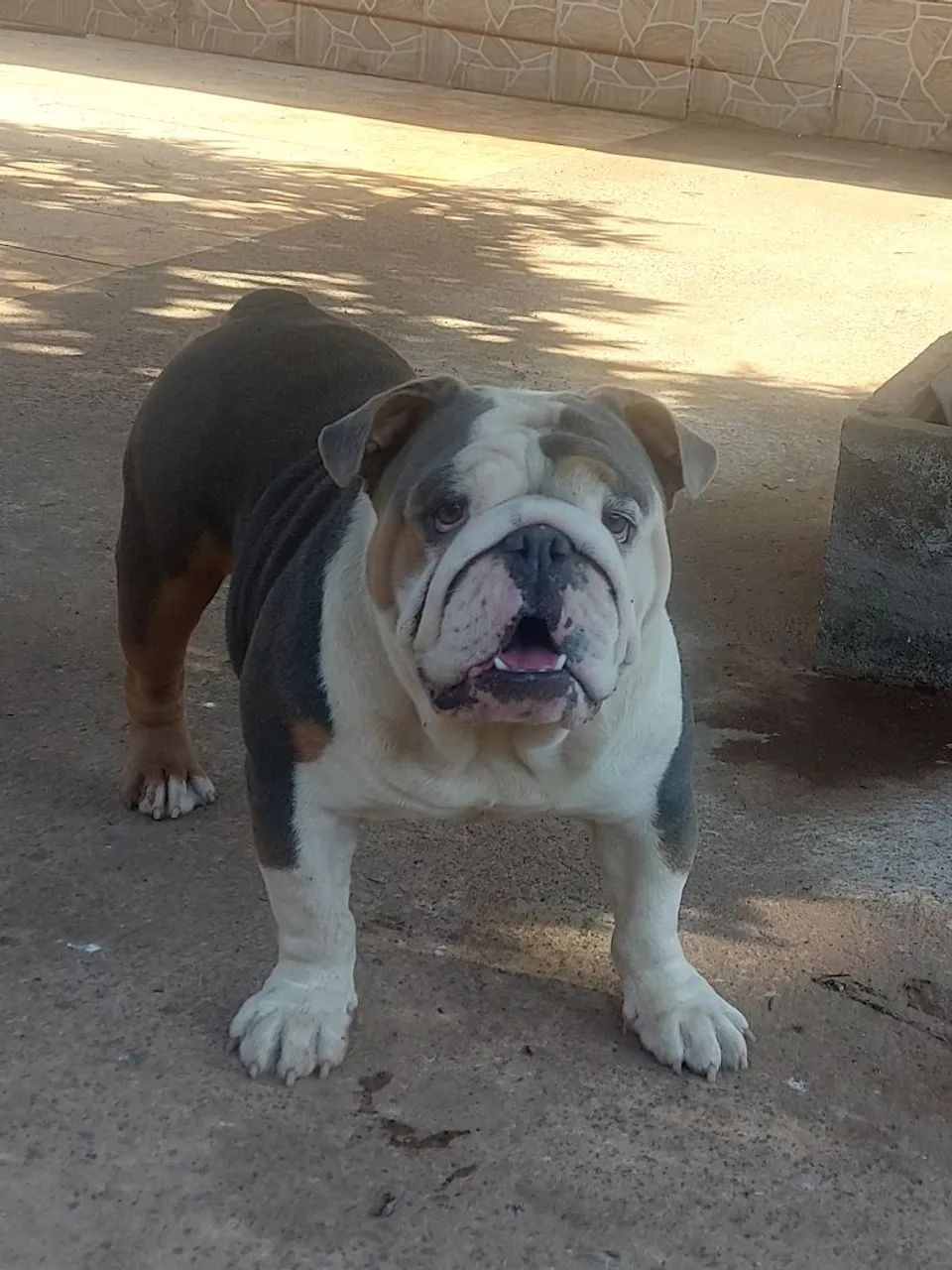Bulldog inglês  - Foto 3