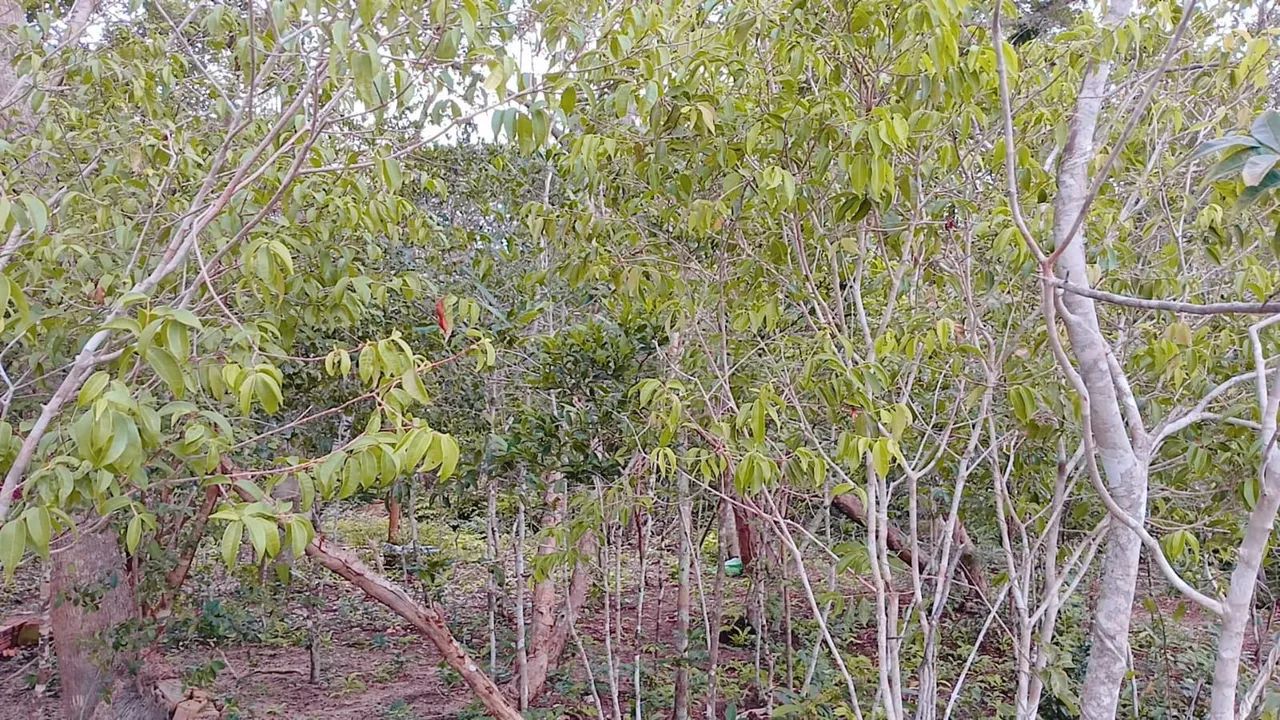 Chácara no lango  - Foto 4