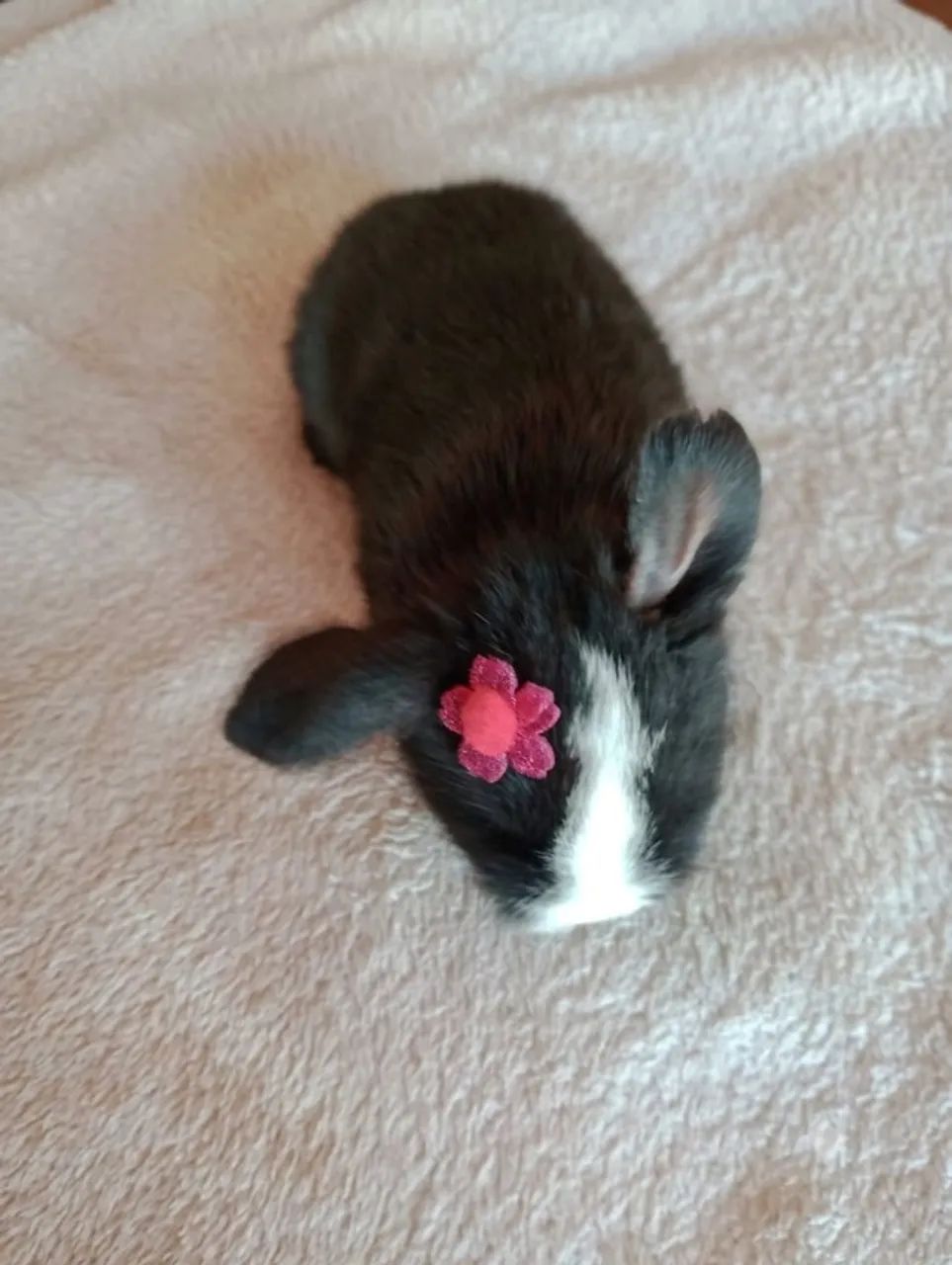 Coelho Mini Lop  - Foto 3
