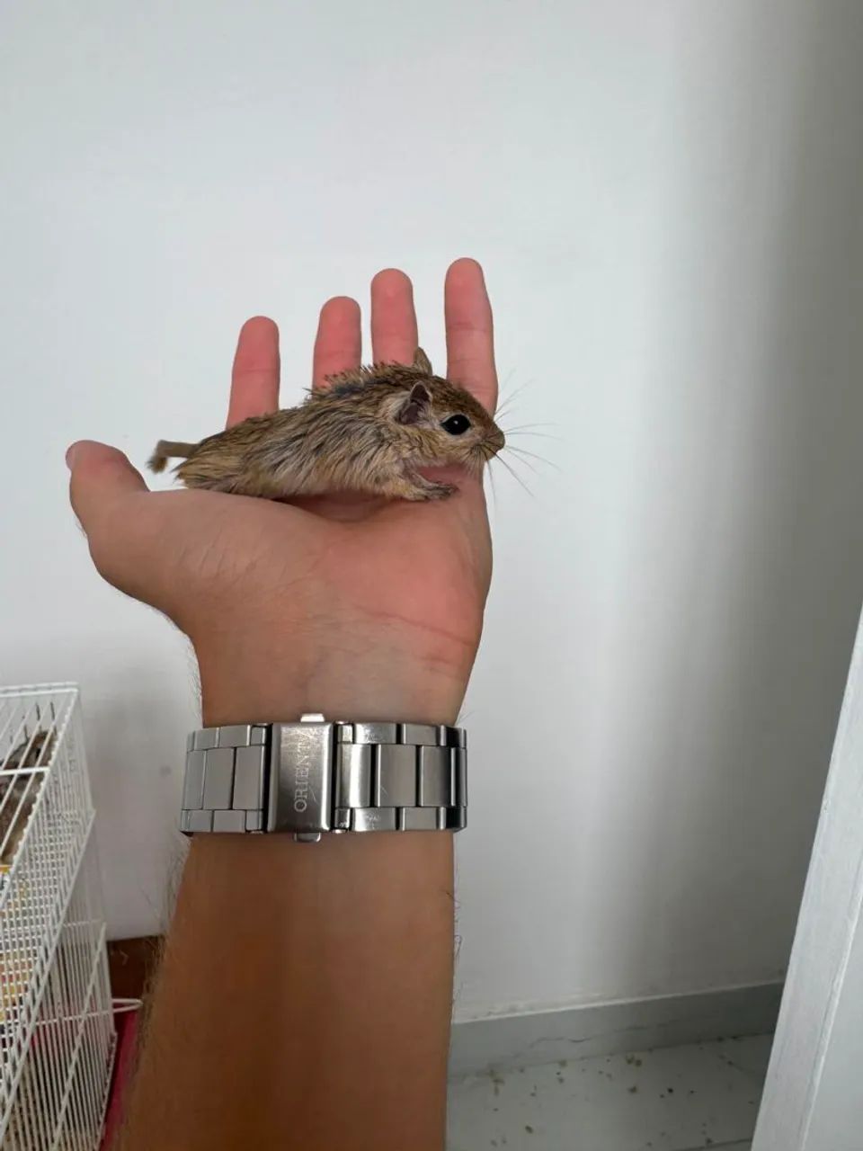 Gerbil ou Esquilo da Mongólia  - Foto 5