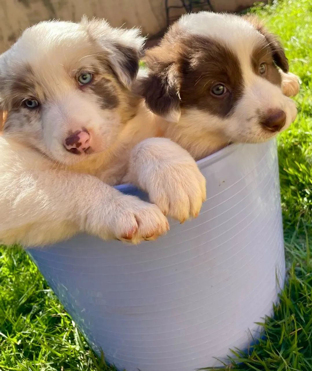 Border Collie a venda