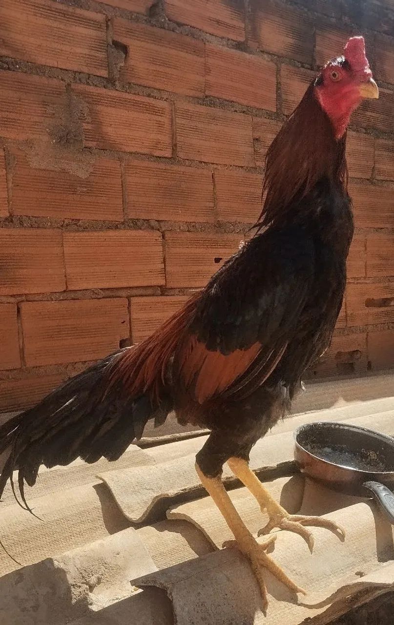 Frango mura