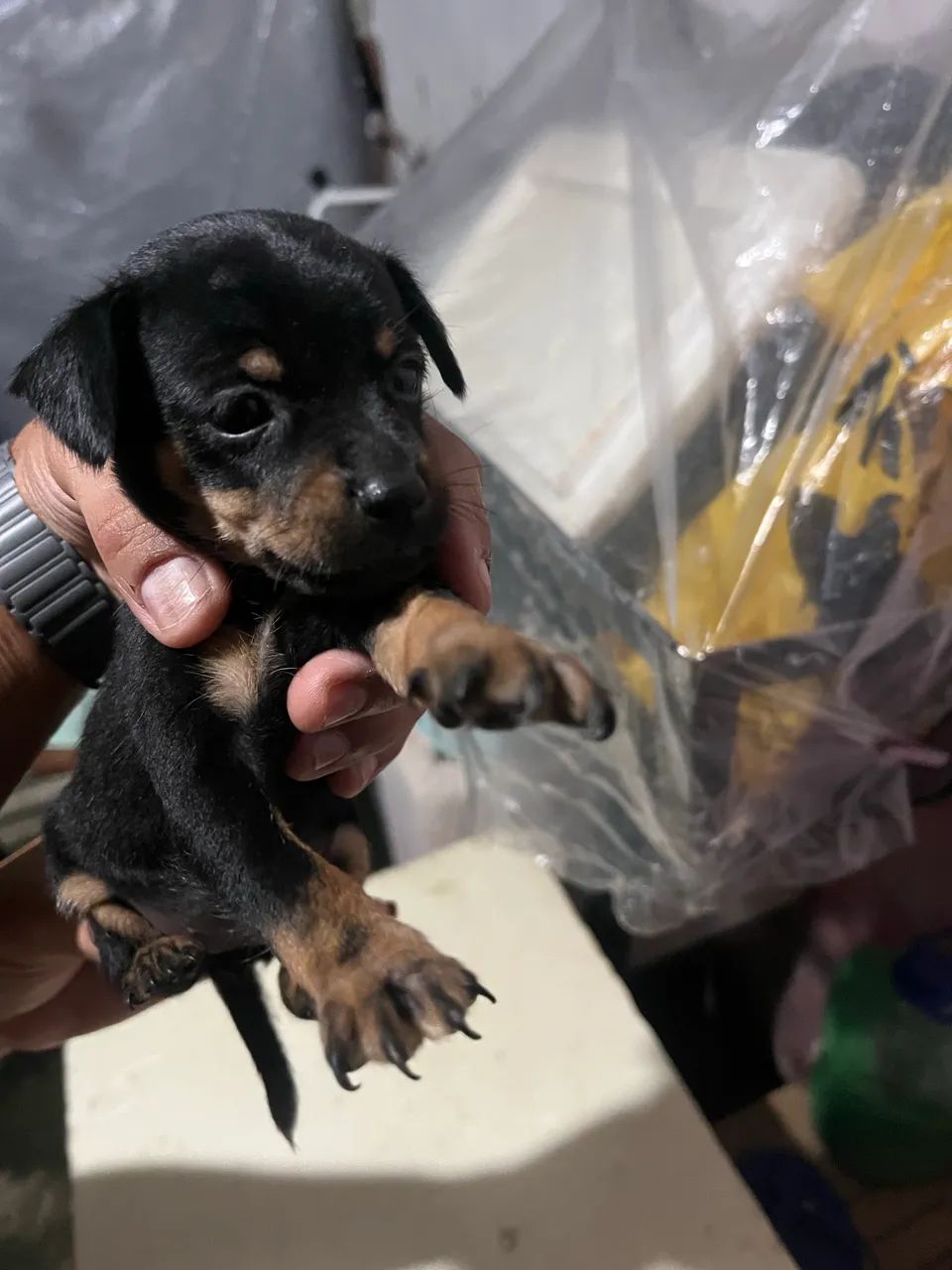 Cachorro pinscher  - Foto 2