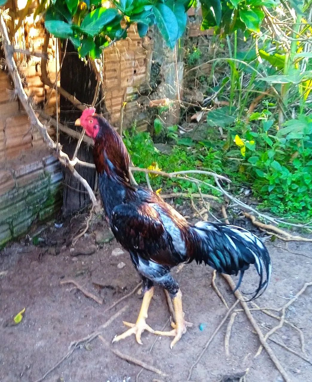 Galo - Foto 5