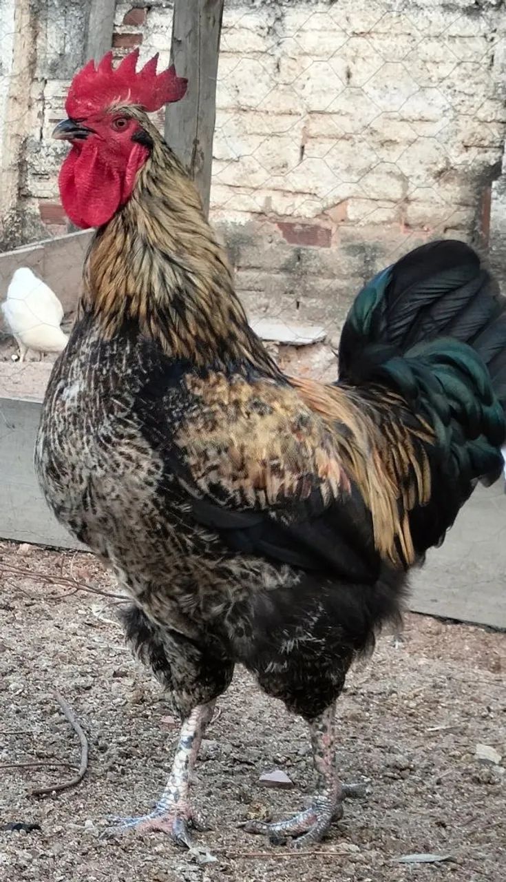 Galo