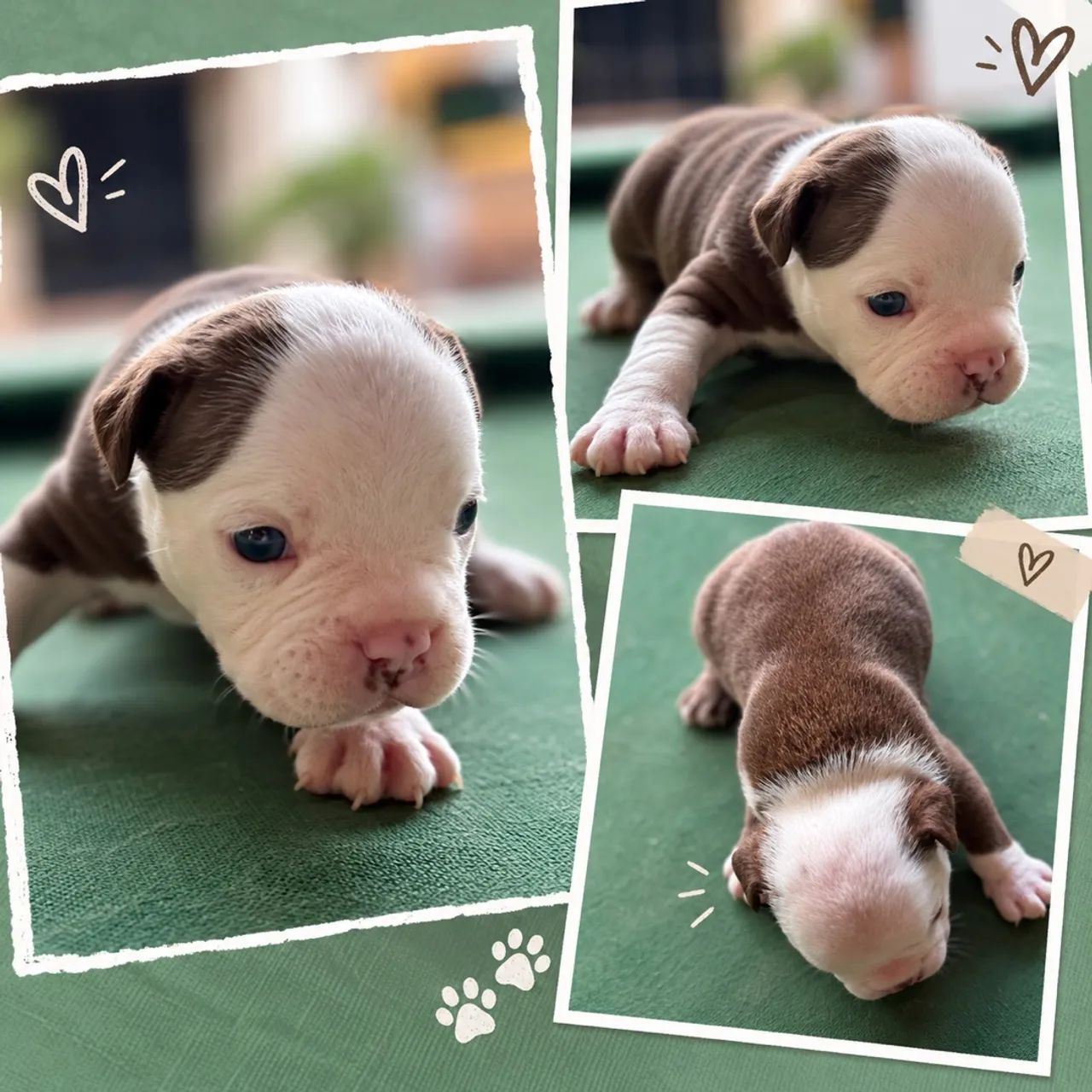 American Bully Micro  - Foto 3