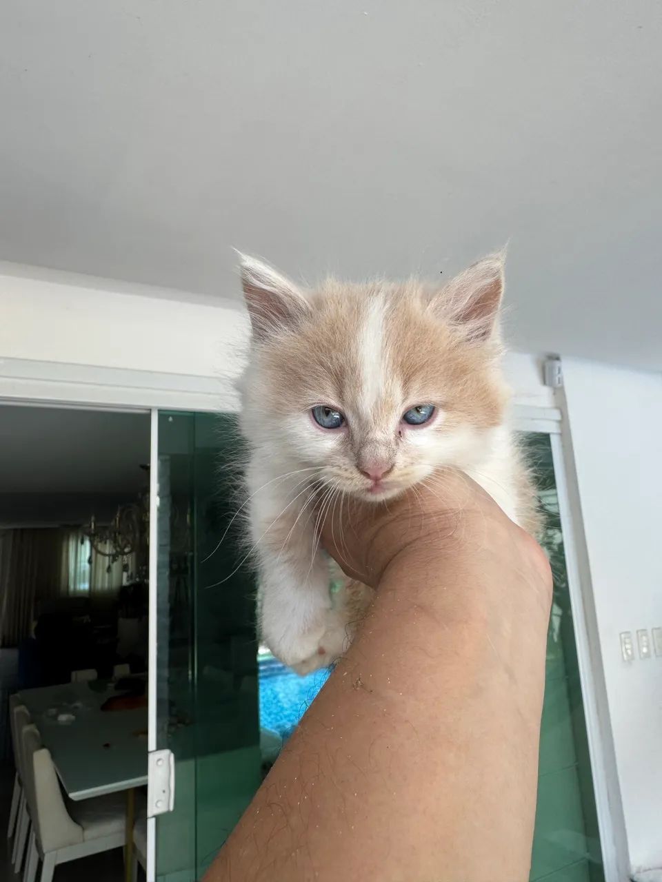 Lindo gato Mutikin  - Foto 2
