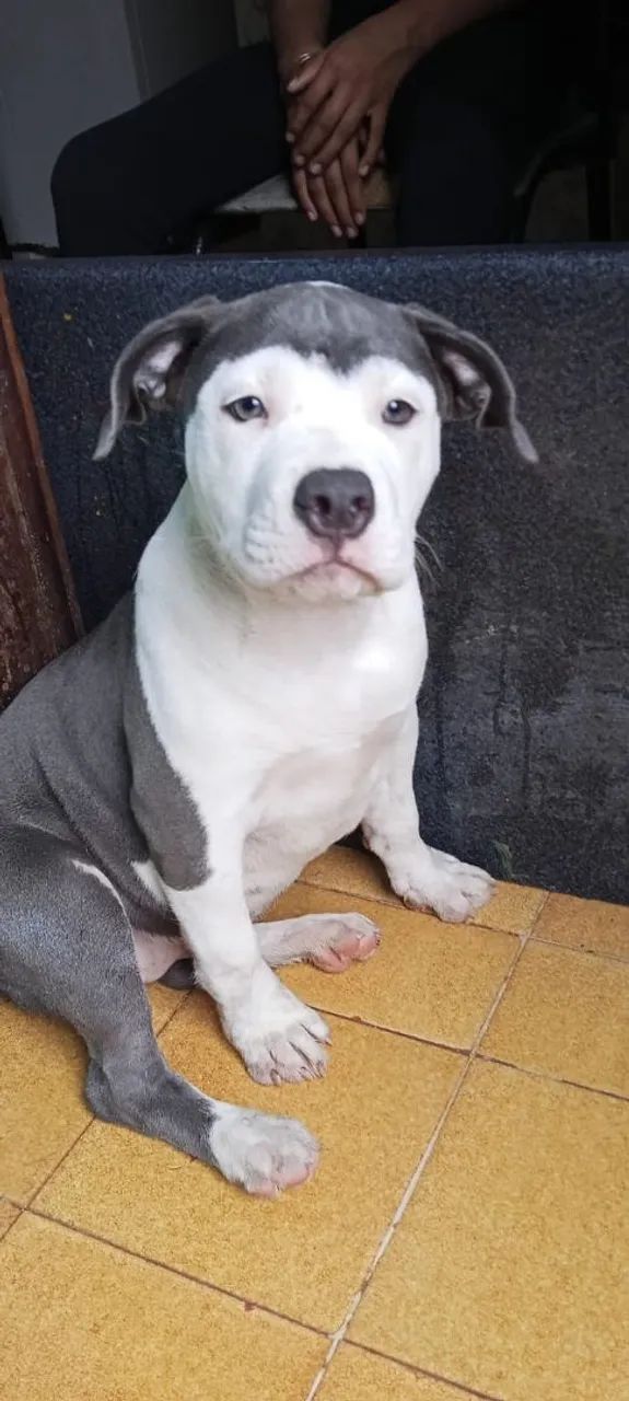 American Bully  - Foto 3
