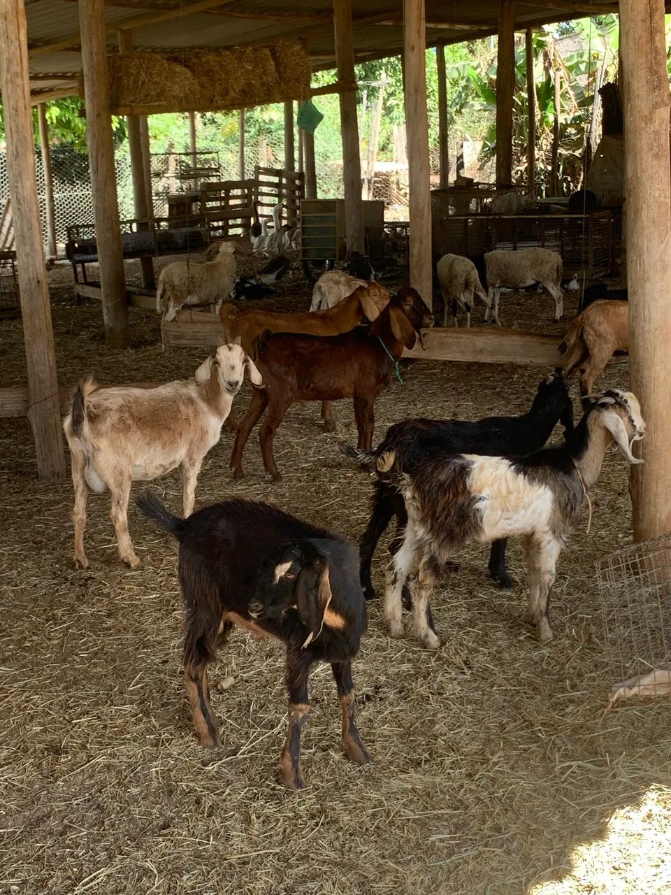 Cabras e bodes  - Foto 3
