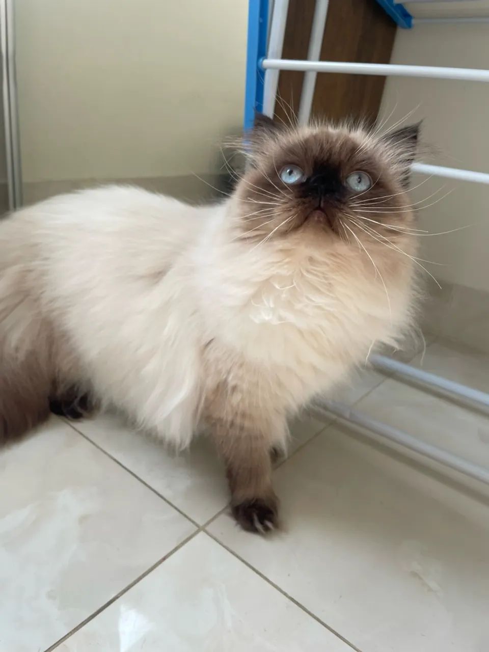 Gato Persa - Foto 5