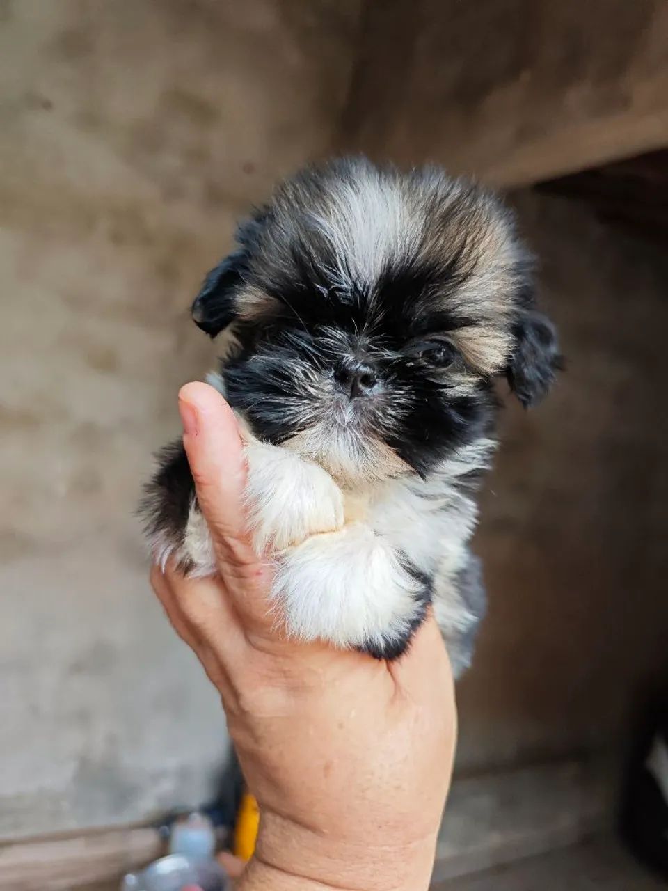 Filhotes micros de Shitzu machos disponíveis  - Foto 4