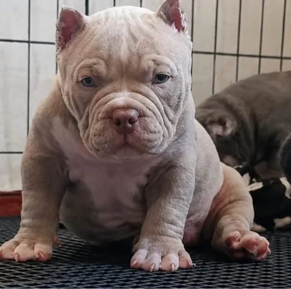 American bully