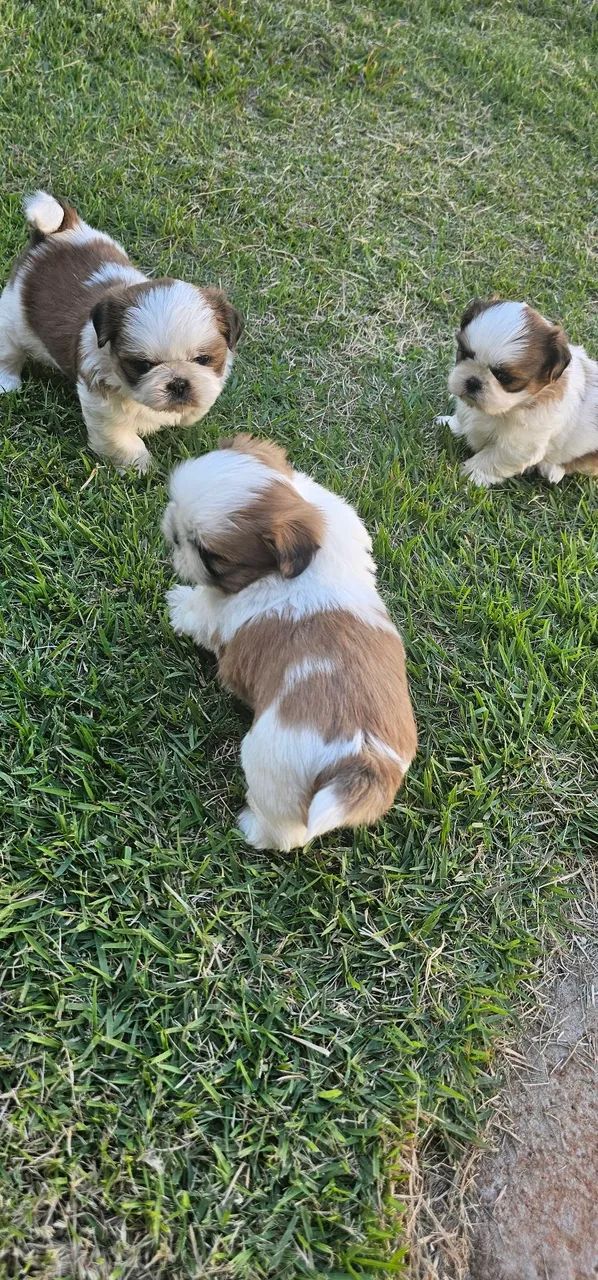 Shih tzu  - Foto 3