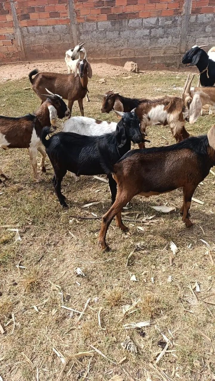 Cabras e cabritos  - Foto 2