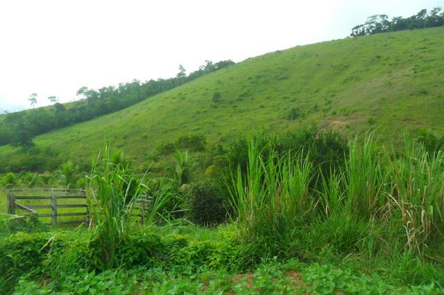 Fazenda 35 alqueires em colatina - Foto 4
