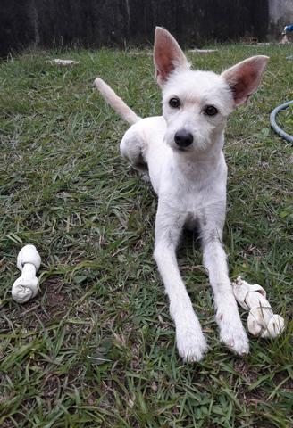 Adoção responsável,Belinha procura um lar - Foto 2