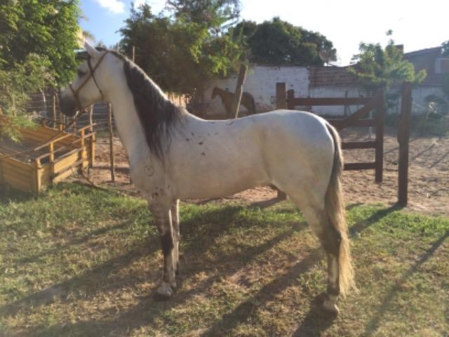 Cavalos Mangalarga Machador - Foto 2