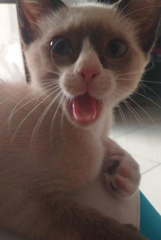 Doação de gatos