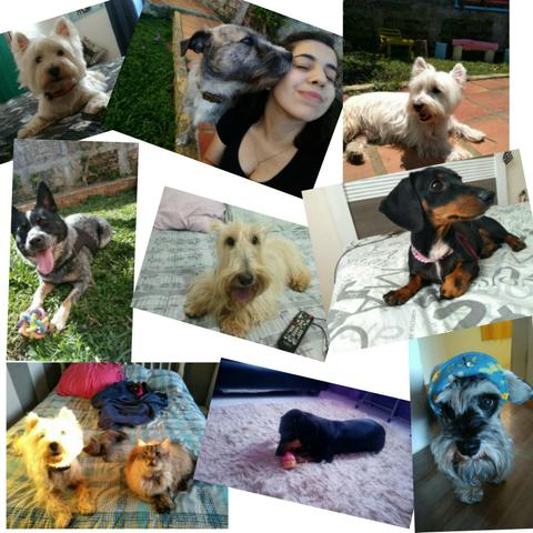 Hospedagem para cães - Foto 2