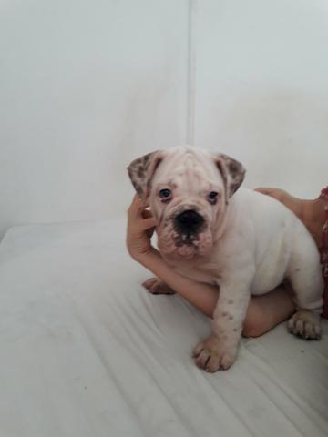 Bulldog Inglês