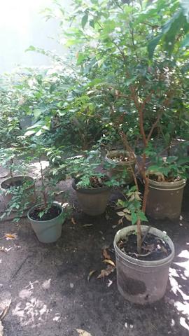 Jabuticaba - Foto 3