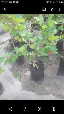 Plantas enxertadas de várias espécies