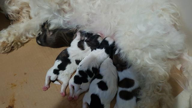 Filhote de Lhasa Apso - Foto 3